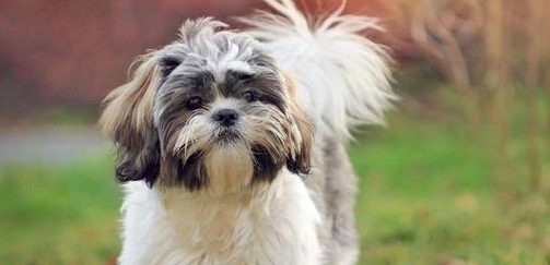 西施犬训练技巧有哪些?这几点是关键 西施犬训练技巧有哪些?这几点是关键