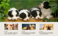宠物网站怎么设计