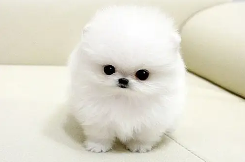 萌宠小知识:茶杯犬怎么训练不随地大小便? 萌宠小知识:茶杯犬怎么训练不随地大小便?