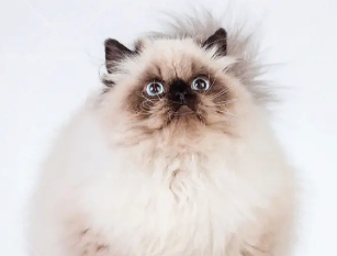 喜马拉雅猫得了皮肤病怎么办?看这里~ 喜马拉雅猫得了皮肤病怎么办?看这里~