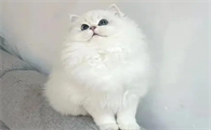 长毛银点是什么品种