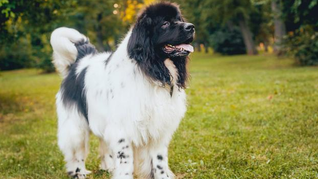 纽芬兰犬性格怎样？一起来瞧瞧～