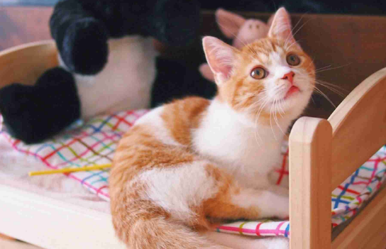 猫无缘无故害怕一个人 猫无缘无故害怕一个人