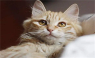 养猫必备的生活用品