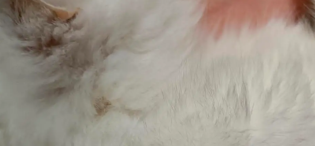 猫咪为什么会皮肤瘙痒呢怎么办