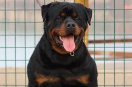 罗威纳犬价格是多少?饲主来看看吧 罗威纳犬价格是多少?饲主来看看吧