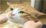 为什么猫咪耳朵突然趴下来
