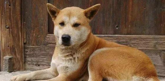 土狗为什么不受欢迎?这些原因太现实了 土狗为什么不受欢迎?这些原因太现实了