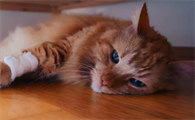 猫得了什么病会死