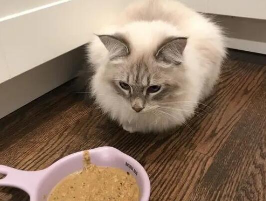 为什么猫咪挑食不好呢 为什么猫咪挑食不好呢