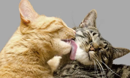 猫咪为什么会放弃舔小猫的毛