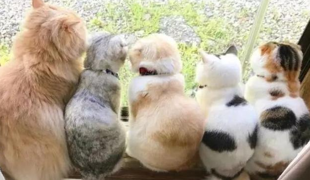 猫咪为什么有点驼背呢 猫咪为什么有点驼背呢