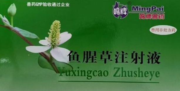 鱼腥草注射针剂的功效与作用