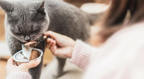 流浪猫能吃鹌鹑蛋吗