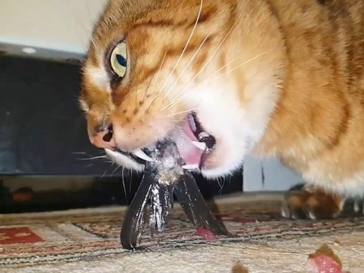 猫咪为什么不吃鱼骨了怎么回事