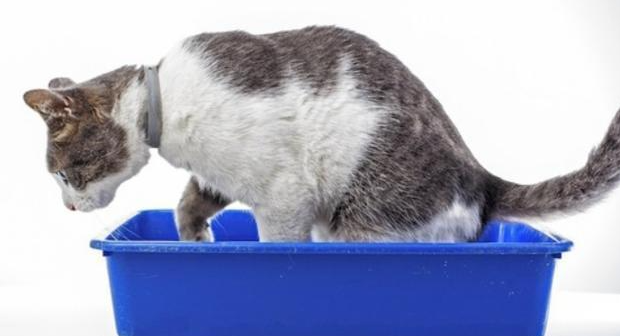 猫咪为什么排尿少呢 猫咪为什么排尿少呢