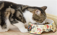 养猫根本不需要买的东西