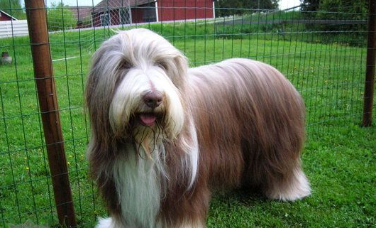 英国古代牧羊犬适应能力怎么训练?本文教你 英国古代牧羊犬适应能力怎么训练?本文教你