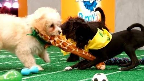 为流浪狗举办的美式足球比赛，欢迎残障狗狗参与，想帮它们找新家