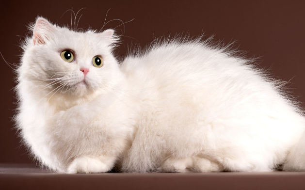 曼赤肯猫和拿破仑区别是什么？感兴趣的来看看吧