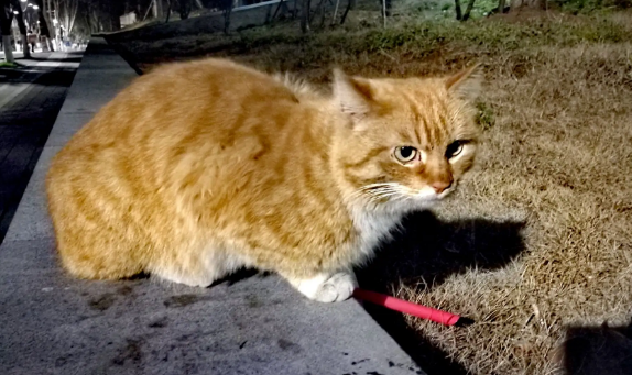 野猫见人就跑怎么捉啊 野猫见人就跑怎么捉啊