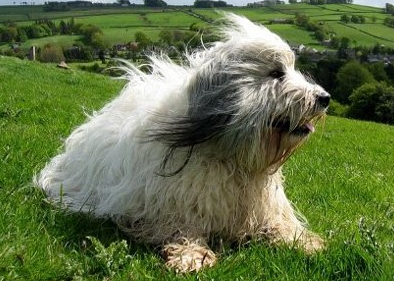 波兰低地牧羊犬怀孕有什么症状？宠主来看看吧