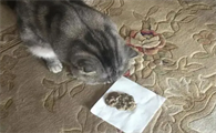 猫咪吐毛球是什么原因