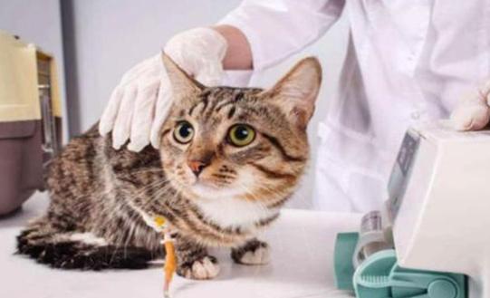 猫得病会传染给人吗