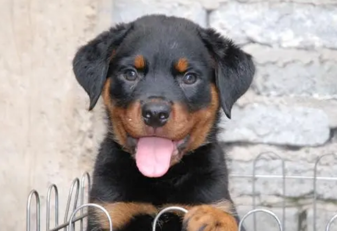 罗威纳犬多大开始训练?来这里看看吧 罗威纳犬多大开始训练?来这里看看吧