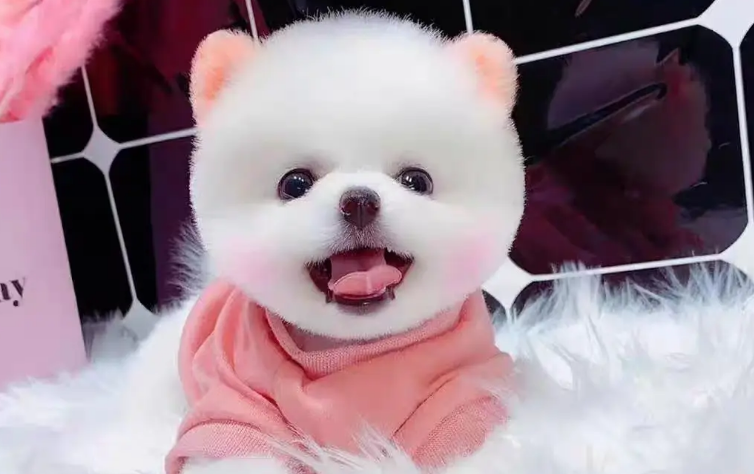 茶杯犬怎么养？方法一定要对