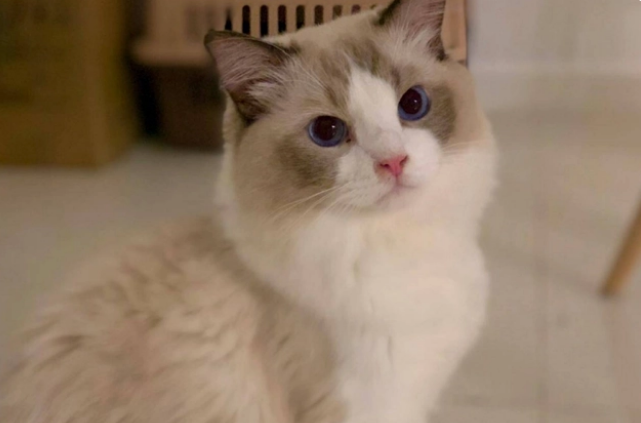 为什么把男人比喻成猫咪 为什么把男人比喻成猫咪