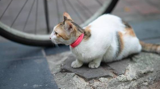 母猫肚子还有却不生了 母猫肚子还有却不生了