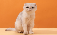 英短折耳猫的寿命一般多长