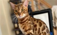 每日了解:豹猫公猫不愿与母猫交配怎么办?