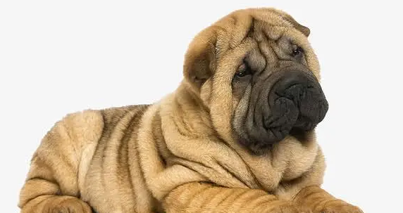 沙皮狗感冒吃什么药好?主人须知