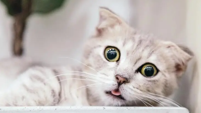 天冷猫咪会坏肚子吗为什么呢 天冷猫咪会坏肚子吗为什么呢