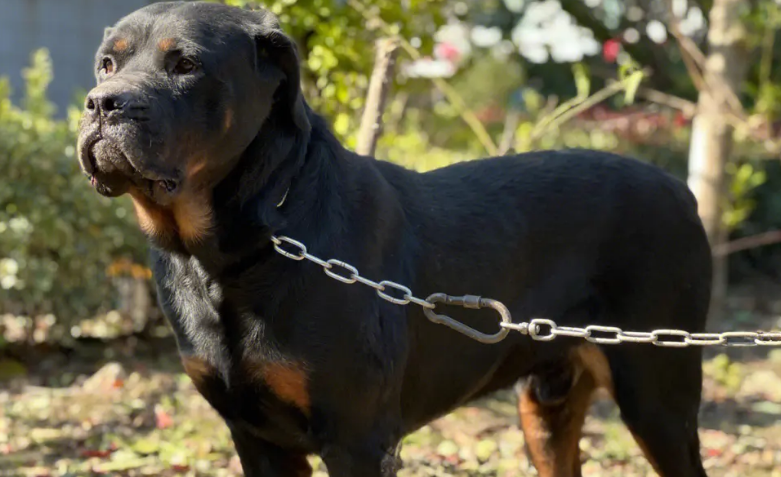 罗威纳犬怎么训练?正确的训练方式是? 罗威纳犬怎么训练?正确的训练方式是?