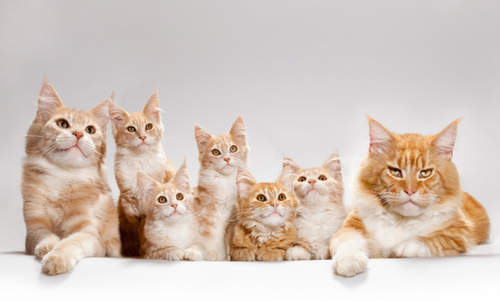 猫和人类年龄对照表