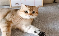 30平够养一只小猫猫空间吗