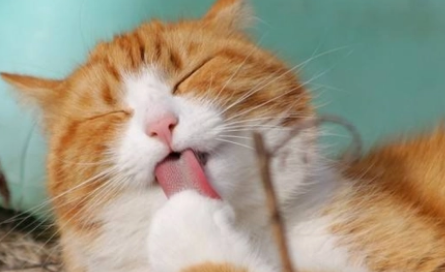 猫喜欢舔布是什么原因