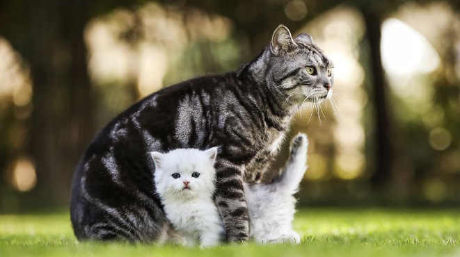小猫在母猫面前被炸死