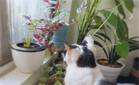 养猫家庭养绿植的方式