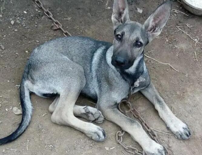 狼青犬优点，有人知道吗？