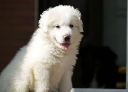 大白熊犬不能吃什么?此文帮你解答 大白熊犬不能吃什么?此文帮你解答