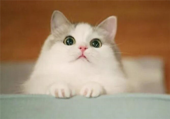 猫咪很可爱为什么呢