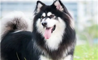 阿拉斯加犬洗澡用什么洗？什么工具适合它？