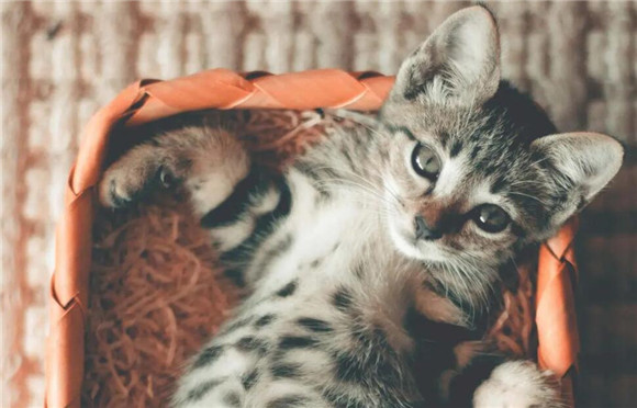 猫咪的奶瓶为什么要换一个
