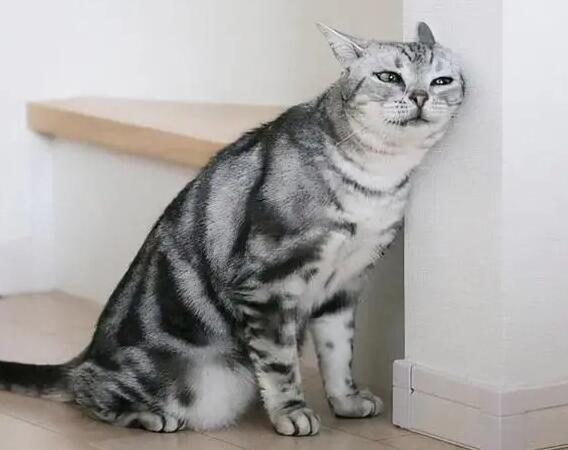 猫咪为什么总是往墙上蹭呢 猫咪为什么总是往墙上蹭呢