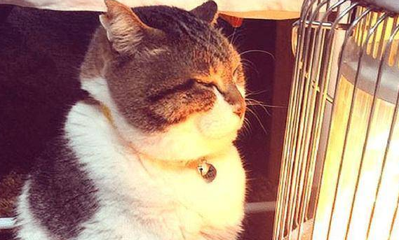 猫咪为什么不怕高温的东西呢怎么回事 猫咪为什么不怕高温的东西呢怎么回事