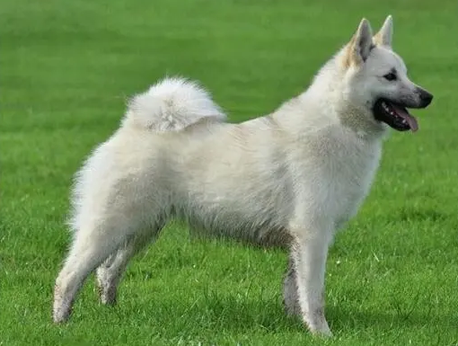挪威布哈德犬发烧怎么办?及时掌握这些知识! 挪威布哈德犬发烧怎么办?及时掌握这些知识!